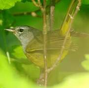 MacGillivray's Warbler