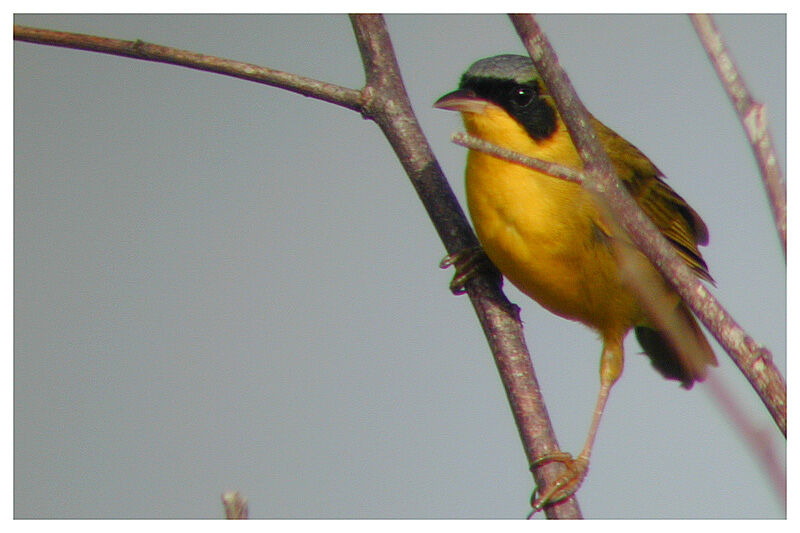 Masked Yellowthroatadult