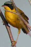 Masked Yellowthroat