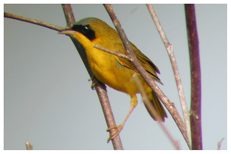 Masked Yellowthroatadult