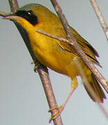 Masked Yellowthroat