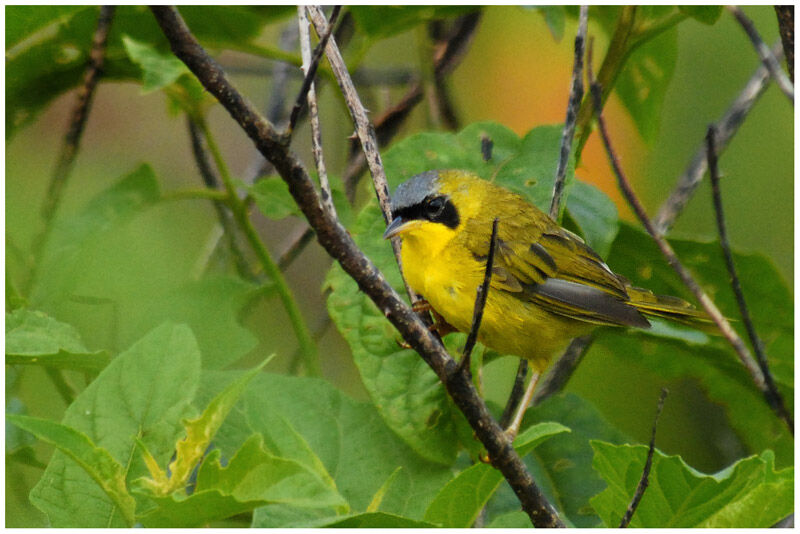 Masked Yellowthroat male adult