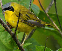 Masked Yellowthroat