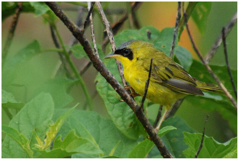 Masked Yellowthroat male adult