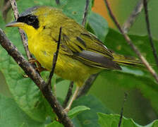 Masked Yellowthroat