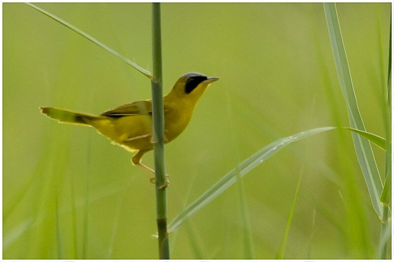 Masked Yellowthroat male adult