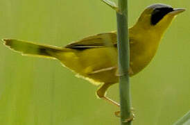 Masked Yellowthroat