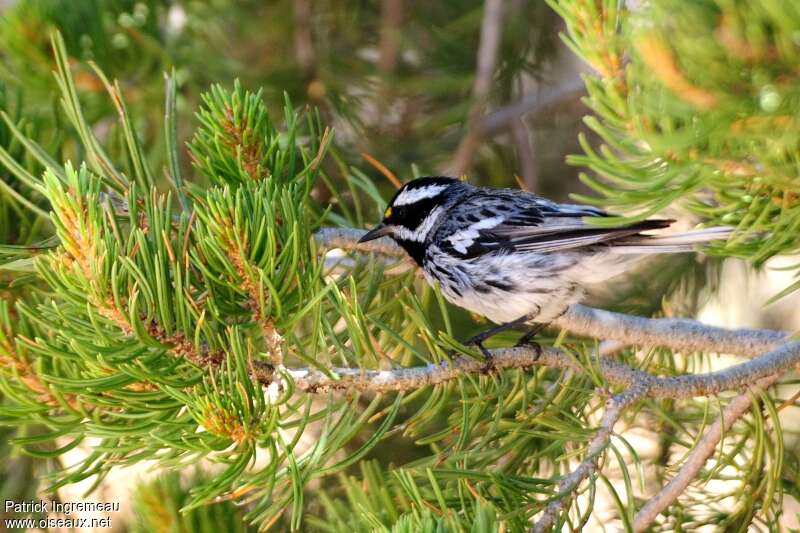 Black-throated Grey Warbler male adult