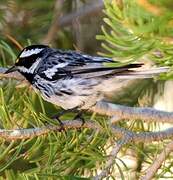 Black-throated Grey Warbler