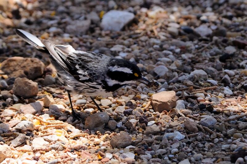 Black-throated Grey Warbler male adult