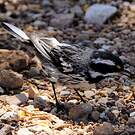Paruline grise