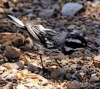 Black-throated Grey Warbler