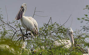 Spot-billed Pelican