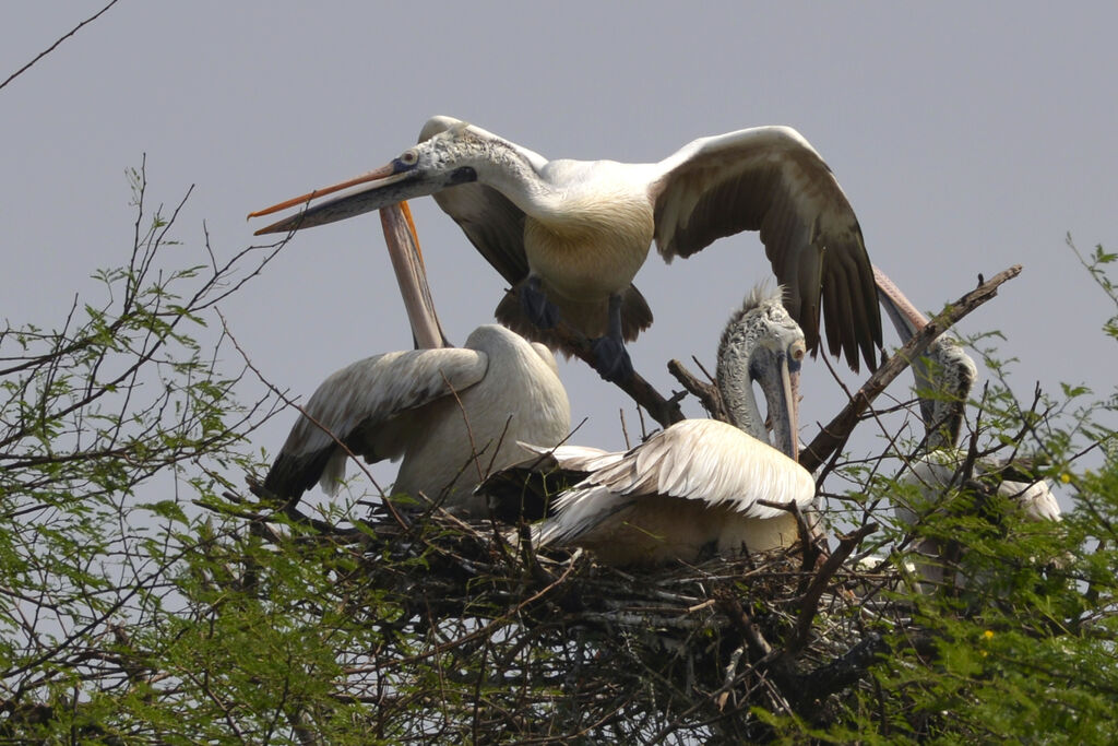 Spot-billed Pelicanadult, colonial reprod.