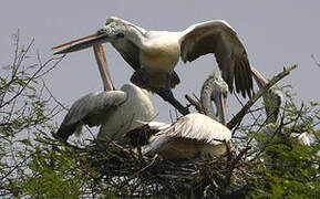 Spot-billed Pelican