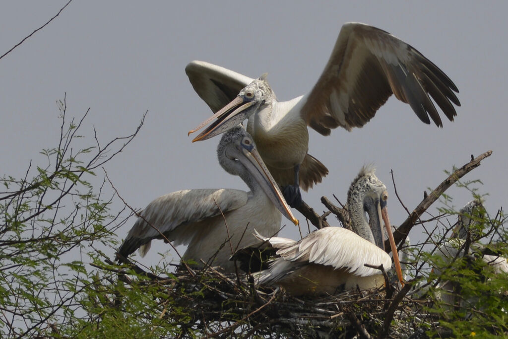 Spot-billed Pelicanadult, colonial reprod.