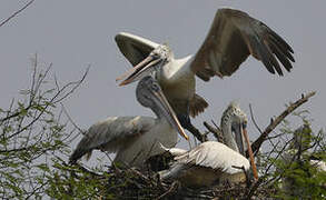 Spot-billed Pelican