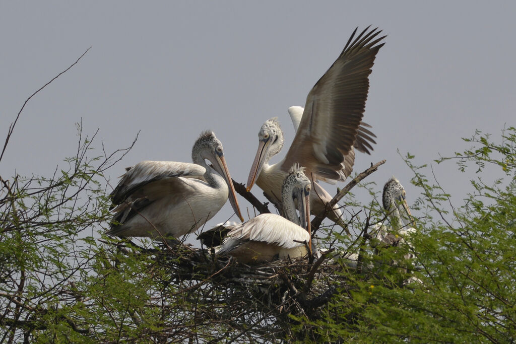 Spot-billed Pelicanadult, colonial reprod.