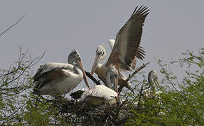 Spot-billed Pelican