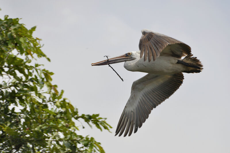 Spot-billed Pelicanadult, Flight, Reproduction-nesting