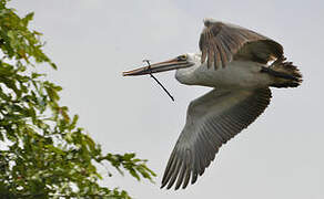 Spot-billed Pelican