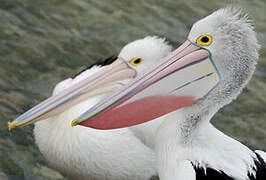 Australian Pelican