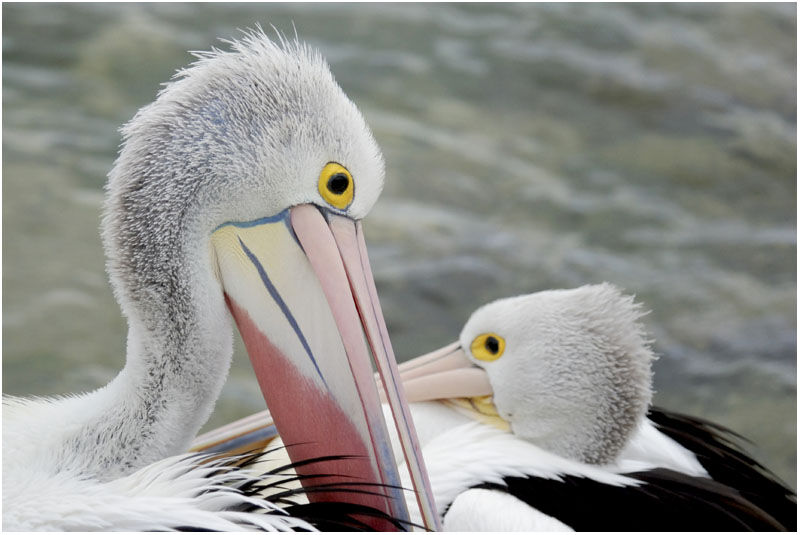 Australian Pelicanadult