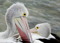 Australian Pelican