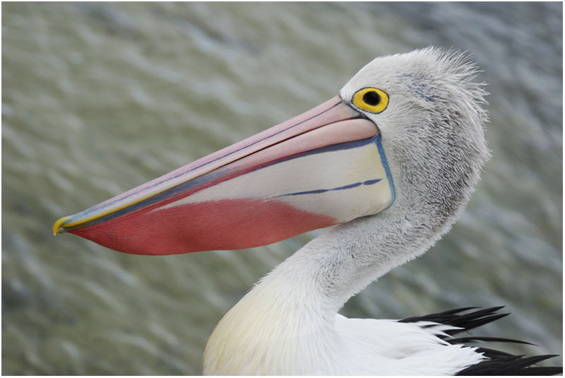 Australian Pelicanadult