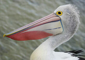 Pélican à lunettes