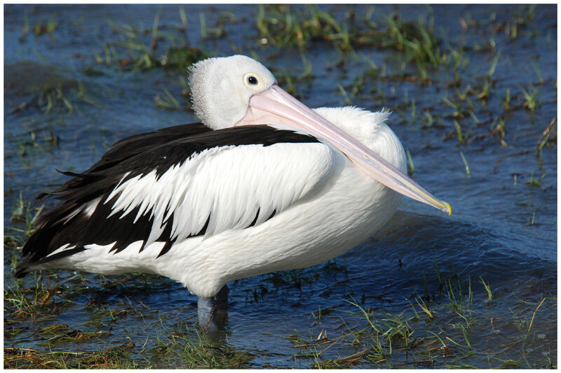 Australian Pelican