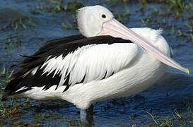 Australian Pelican