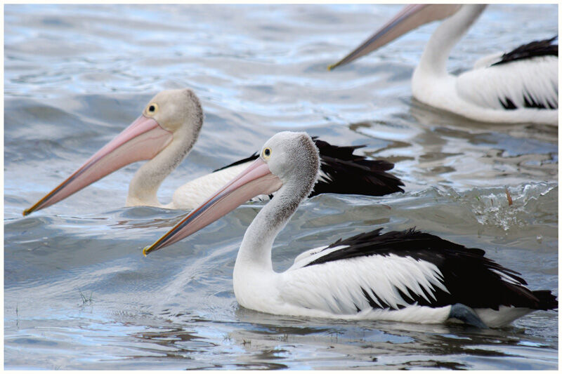 Australian Pelicanadult