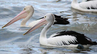 Australian Pelican