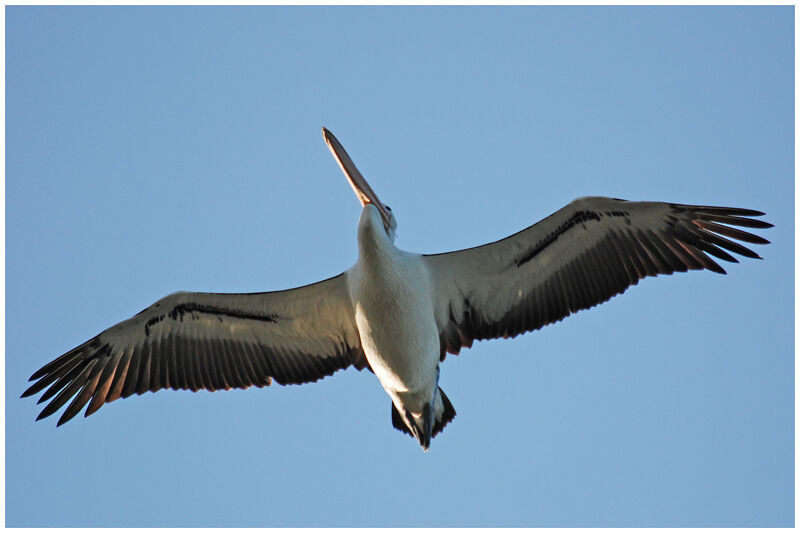 Australian Pelicanadult