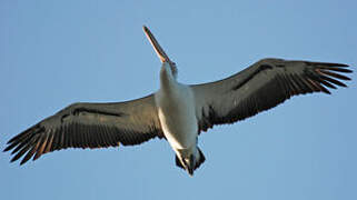 Australian Pelican