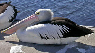 Australian Pelican