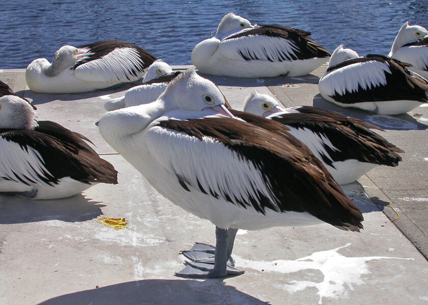 Australian Pelican