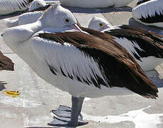 Australian Pelican