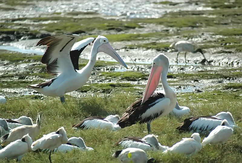 Australian Pelican