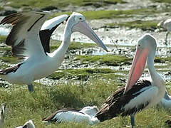 Australian Pelican