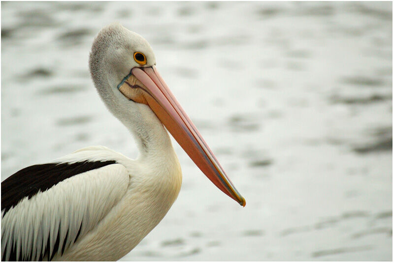 Australian Pelicanadult