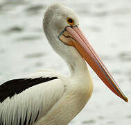 Australian Pelican