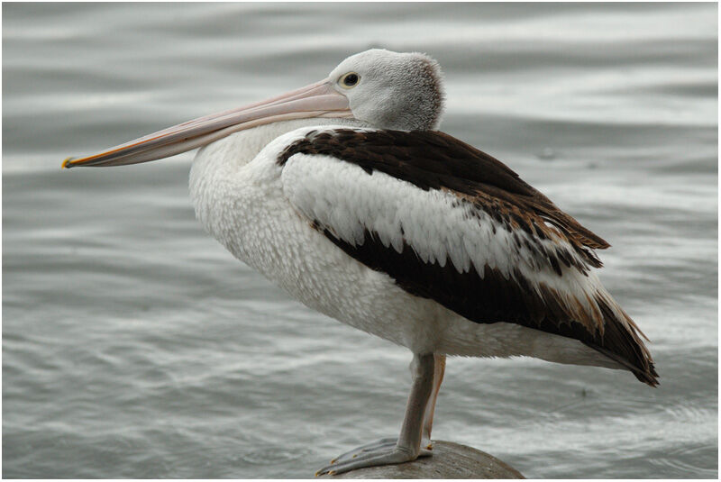 Australian Pelicanadult