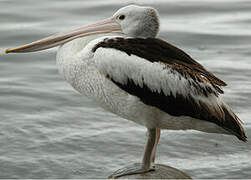 Australian Pelican