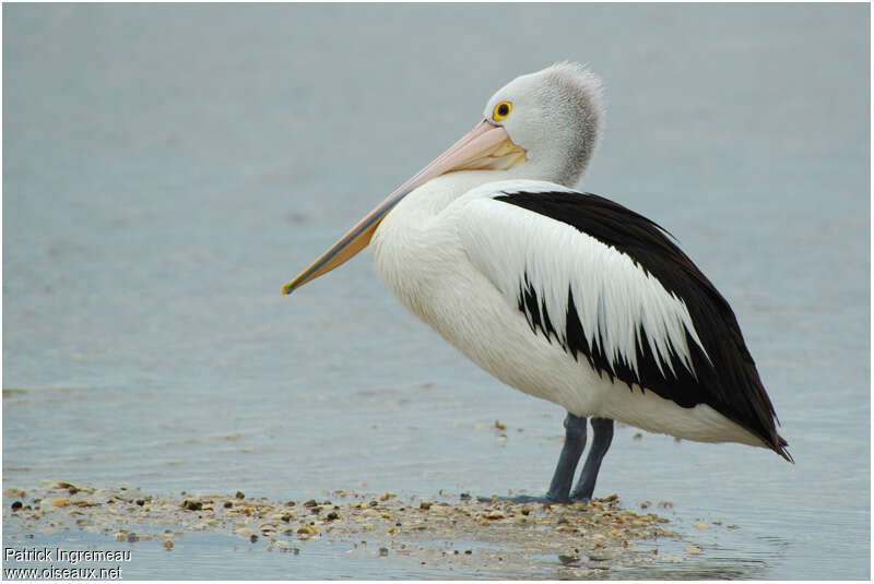 Pélican à lunettesadulte, identification