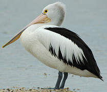 Australian Pelican