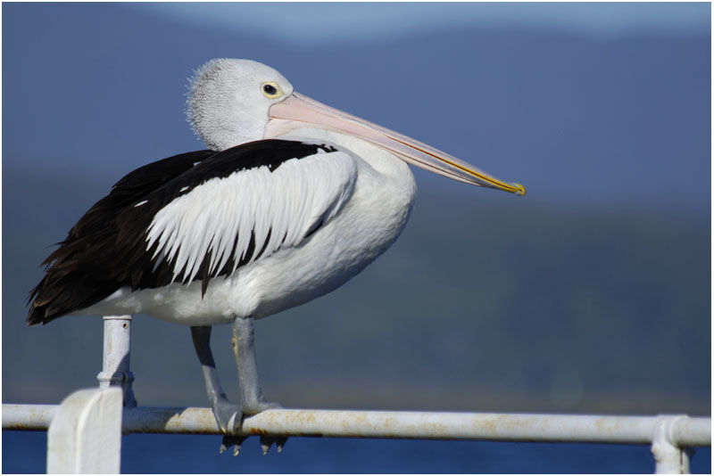 Pélican à lunettesadulte