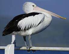 Australian Pelican