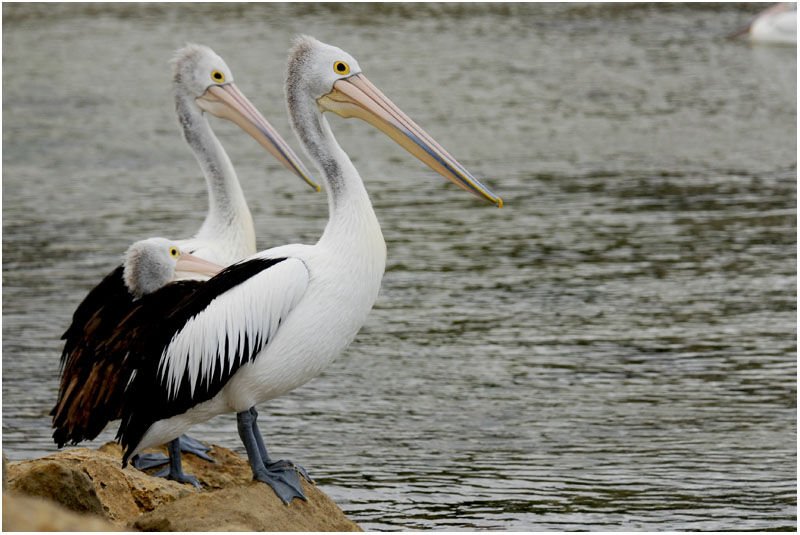 Australian Pelicanadult post breeding